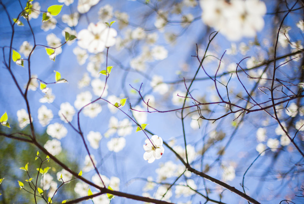Add a touch of nature to your home this Season.